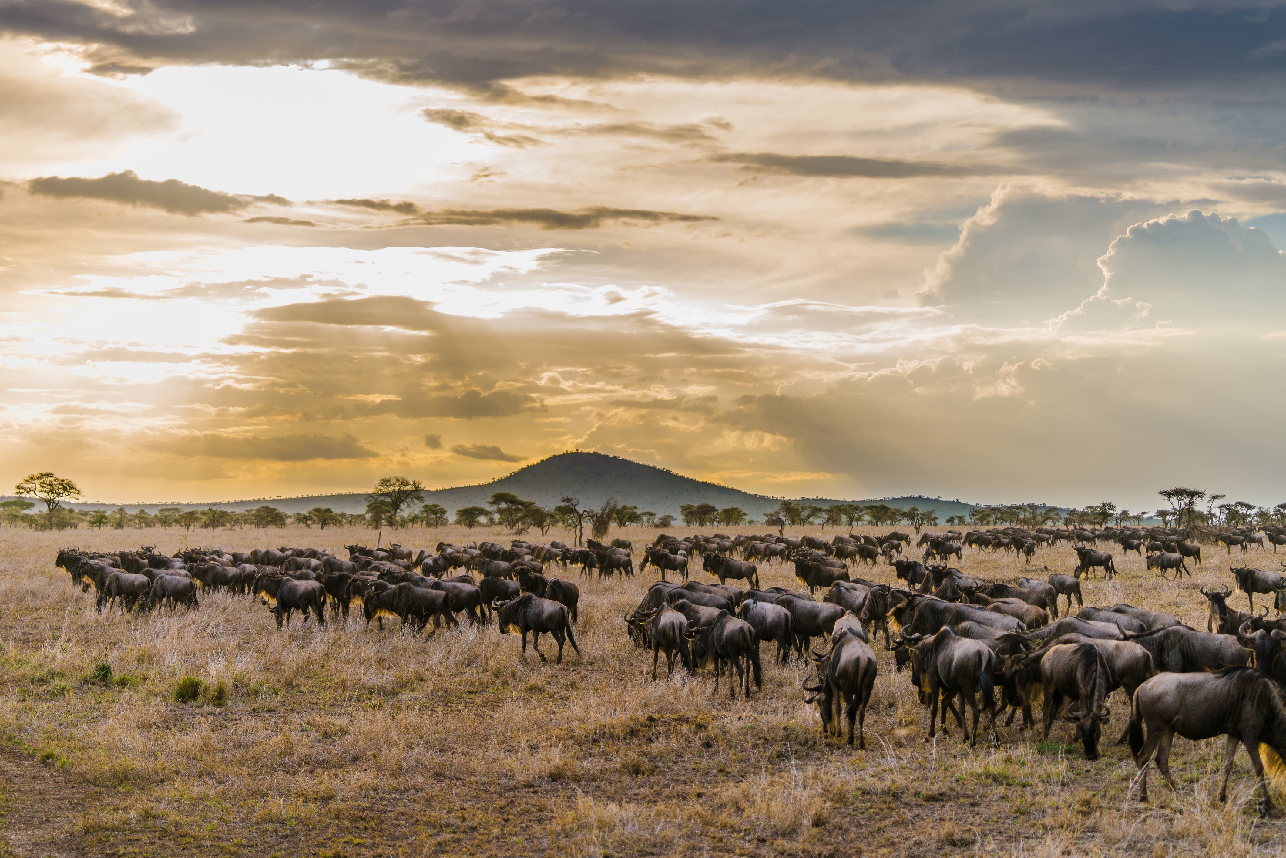 Serengeti-wildebeest-migration.jpg#asset:114313