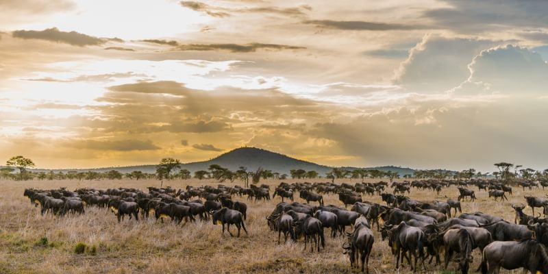 Serengeti Wildebeest Migration Serengeti Wildebeest Migration