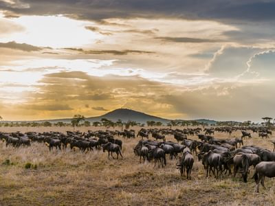 Serengeti Wildebeest Migration Serengeti Wildebeest Migration