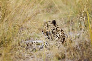 Shinde  Leopard Shinde  Leopard