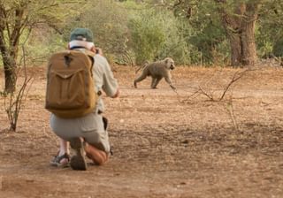 Shompole Baboon Walk Scaled Shompole Baboon Walk Scaled