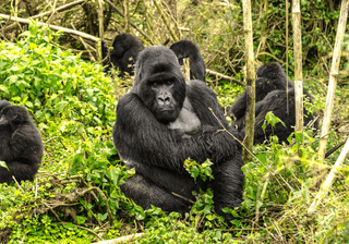 Silverback Gorillas Rwanda Canva Pro Silverback Gorillas Rwanda Canva Pro