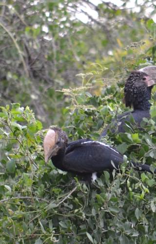 Silvery Cheeked Hornbills At Bale Mountain Lodge