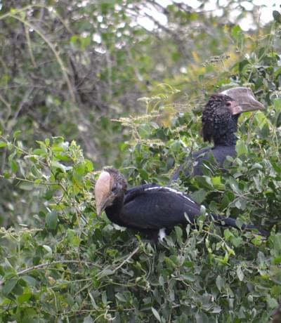 Silvery Cheeked Hornbills At Bale Mountain Lodge
