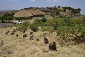 Simien Lodge Front Simien Lodge Front