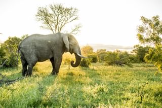 Singita Ebony Lodge Singita Ebony Lodge
