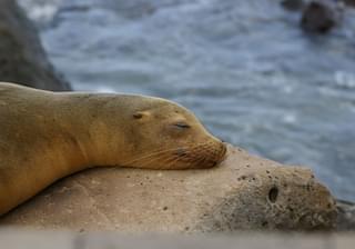 Sleeping sea lion Galapagos Islands Ecuador Canva Pro