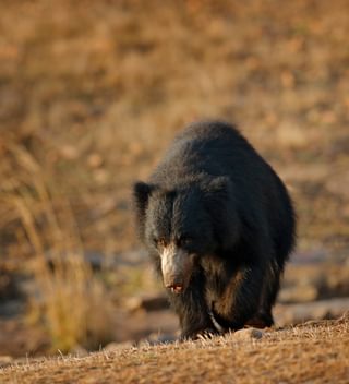 Sloth Bear At Ranthambore