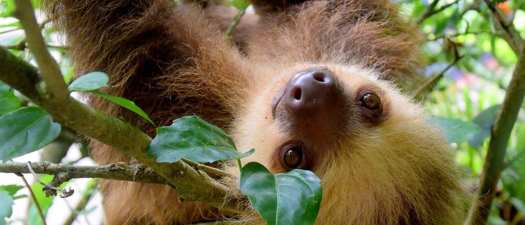 Sloth Puerto Viejo Costa Rica