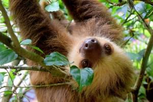 Sloth Puerto Viejo Costa Rica