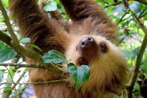 Sloth Puerto Viejo Costa Rica Sloth Puerto Viejo Costa Rica