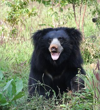 Sloth Bear Sloth Bear