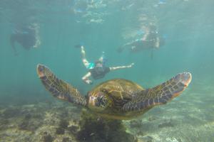 Snorkel Lava Tunnels Galapagos