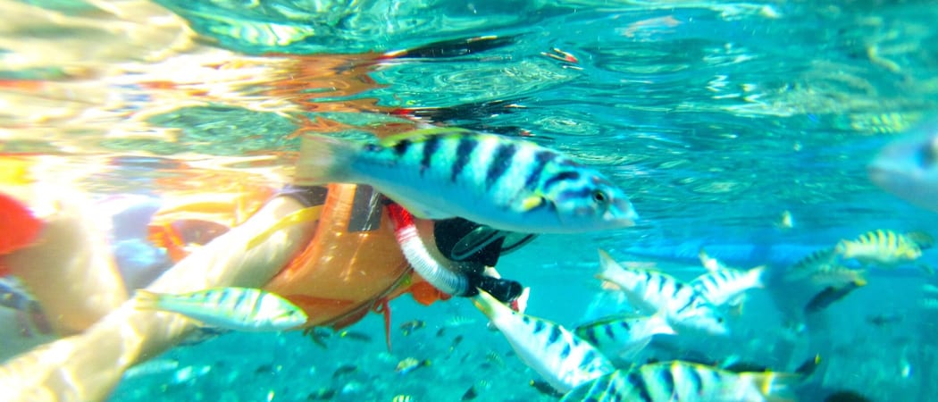Snorkelling in Dagat Bohol P Hilippines