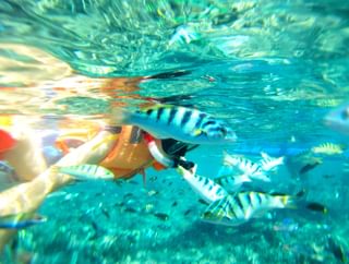 Snorkelling in Dagat Bohol P Hilippines Snorkelling in Dagat Bohol P Hilippines
