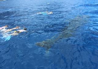 Snorkelling With Whale Sharks On St Helena Mantis Hotel