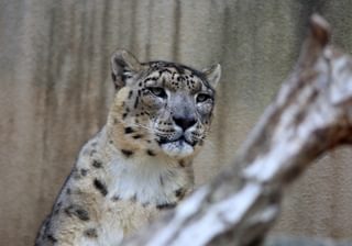 Snow leopard Panthera uncia Canva Pro Snow leopard Panthera uncia Canva Pro