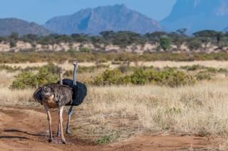 Somali Ostrich In Samburu National Reserve