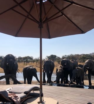 Somalisa Elephants 2 Somalisa Elephants 2