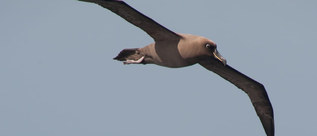 Sooty Albatross Erwin Vermeulen Oceanwide Expeditions jpg Erwin Vermeulen