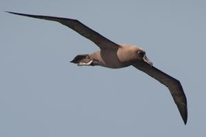 Sooty Albatross Erwin Vermeulen Oceanwide Expeditions jpg Erwin Vermeulen