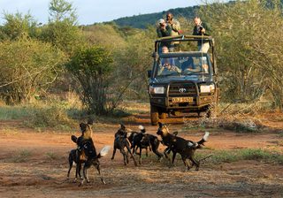 Sosian Lodge Tracking Wild Dog