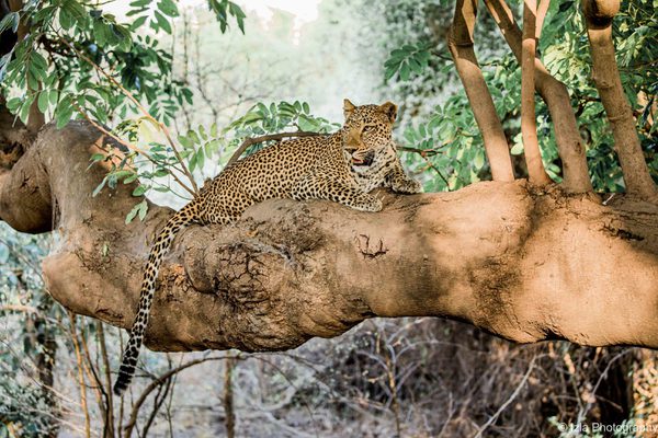 South Luangwa Leopard South Luangwa Leopard