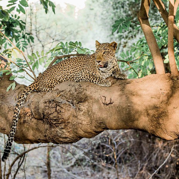 South Luangwa Leopard