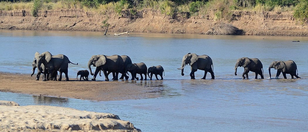 South Luangwa National Park Zambia