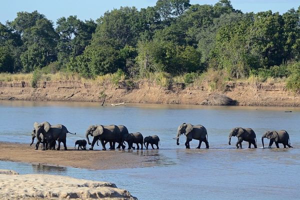 South Luangwa National Park Zambia South Luangwa National Park Zambia