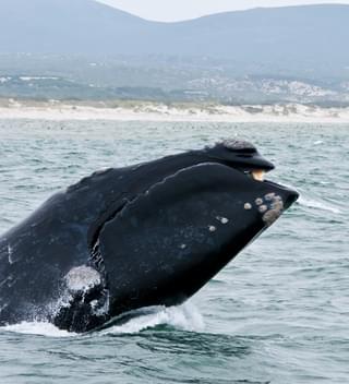 Southern Right Whale Hermanus South Africa 93271054