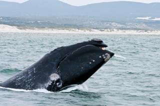 Southern Right Whale Hermanus South Africa 93271054