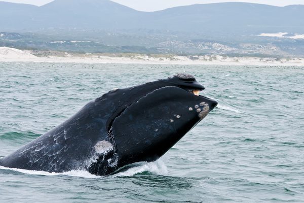 Southern Right Whale Hermanus South Africa 93271054 Southern Right Whale Hermanus South Africa 93271054