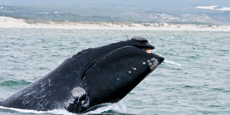 Southern Right Whale Hermanus South Africa 93271054 Southern Right Whale Hermanus South Africa 93271054
