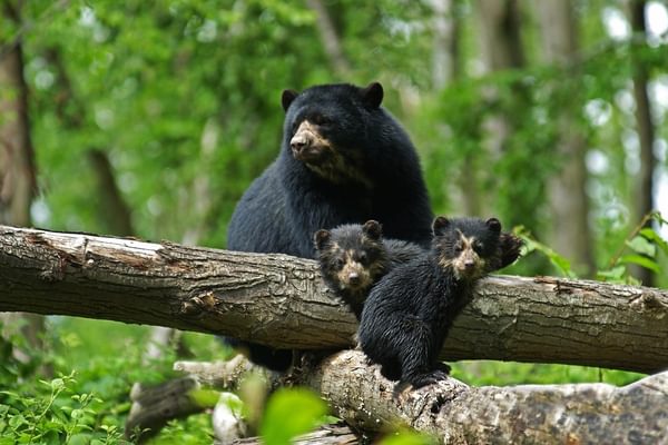 Spectacled bear with cubs South America Canva Spectacled bear with cubs South America Canva