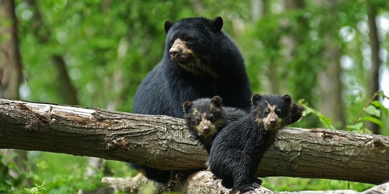 Spectacled bear with cubs South America Canva Spectacled bear with cubs South America Canva