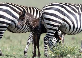 Spotted Zebra With Herd