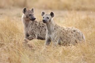 Spotted hyena kenya