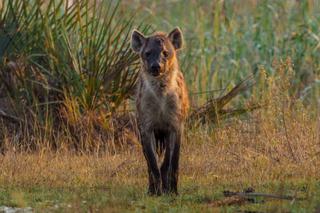 Spotted hyena okavanga botswana