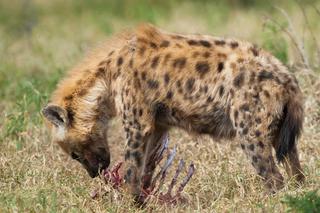 Spotted hyena with kill