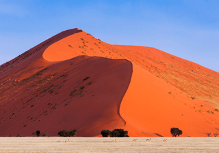 Springbok passing in front of a red dune in Sossusvlei Canva Pro Springbok passing in front of a red dune in Sossusvlei Canva Pro