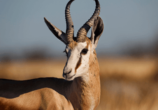 Springbuck male Etosha Namibia Canva Pro Springbuck male Etosha Namibia Canva Pro