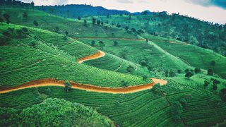 Sri Lanka Tea plantation Sri Lanka Tea plantation