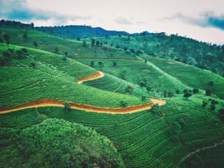 Sri Lanka Tea plantation