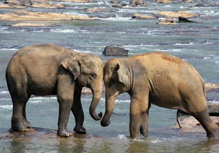 Sri  Lanka Elephants