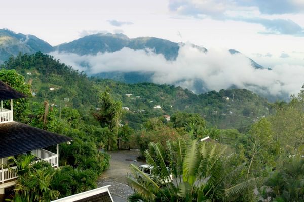 Strawberry Hill IO 2407 Hill Jamaica Caribbean Strawberry Hill IO 2407 Hill Jamaica Caribbean