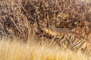 Striped Hyena East Africa