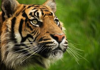 Sumatra Tiger Canva Pro Sumatra Tiger Canva Pro