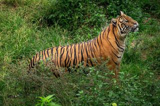 Sumatran Tiger Sumatra
