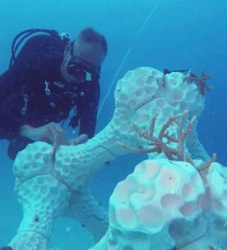 Summer Island 3 D Printing Coral Structures